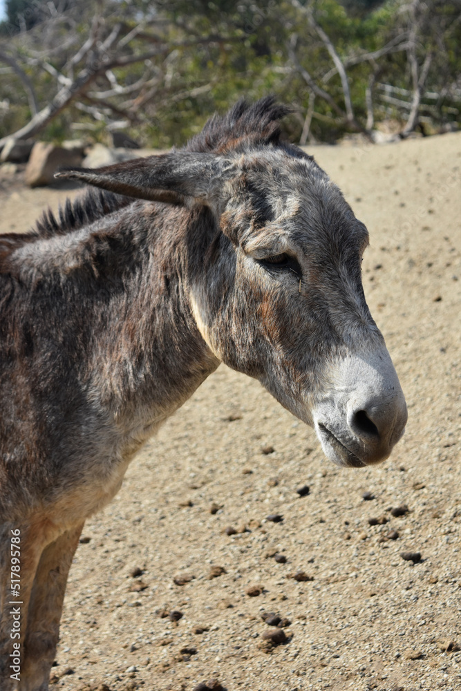 Fototapeta premium Angry Dark Grey Burro with Ears Back