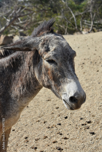 Wild Donkey with a Mohawk in Aruba