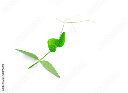 Pea Leaf Isolated