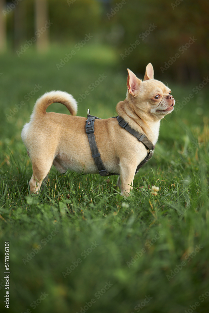 chihuahua walks on the green grass. Red smooth-haired dog of the Chihuahua breed walks and sits on the green grass in summer. Close-up portrait of a chihuahua
chihuahua walks on the green grass. Red smooth-haired dog of the Chihuahua breed walks and sits on the green grass in summer. Close-up portrait of a chihuahua