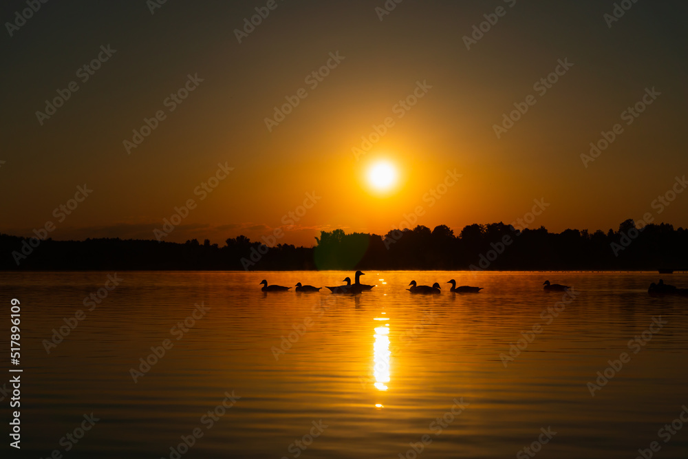 Naklejka premium a few ducks chillin in a lake while the sunrise, ducks are silhouettes