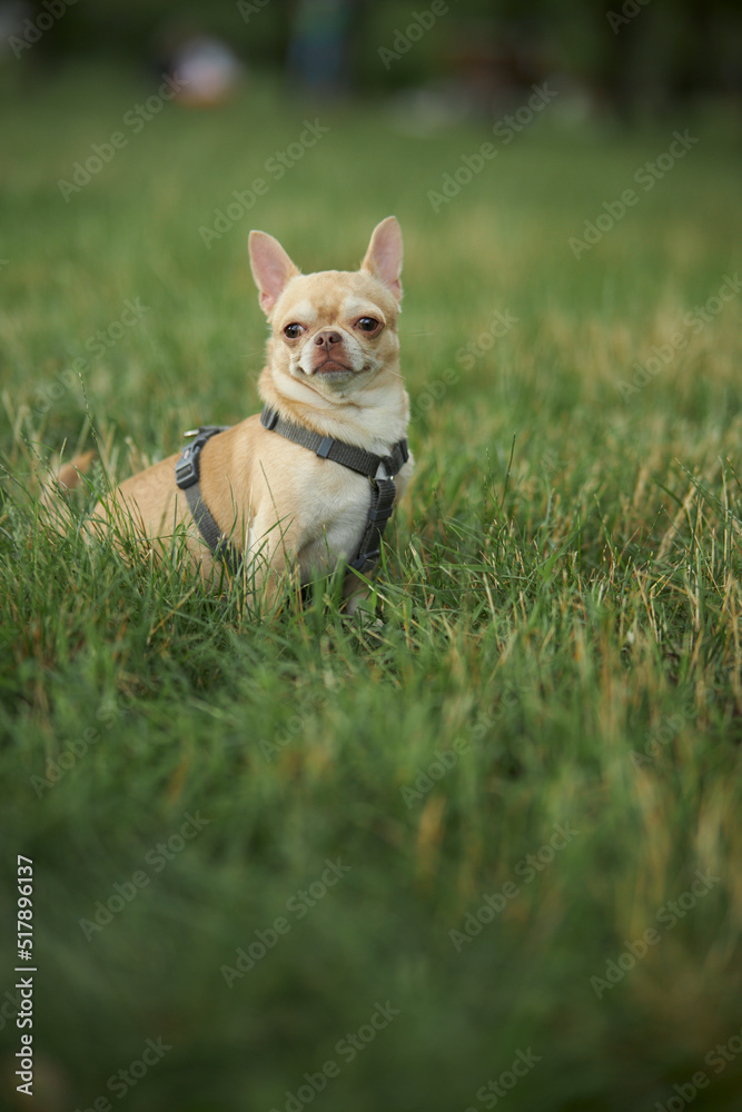 chihuahua walks on the green grass. Red smooth-haired dog of the Chihuahua breed walks and sits on the green grass in summer. Close-up portrait of a chihuahua
 