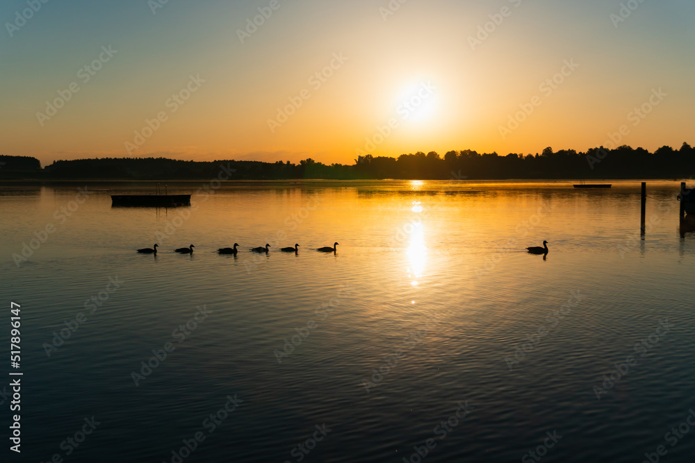 ducks swimming in a row in the beautiful sunrise