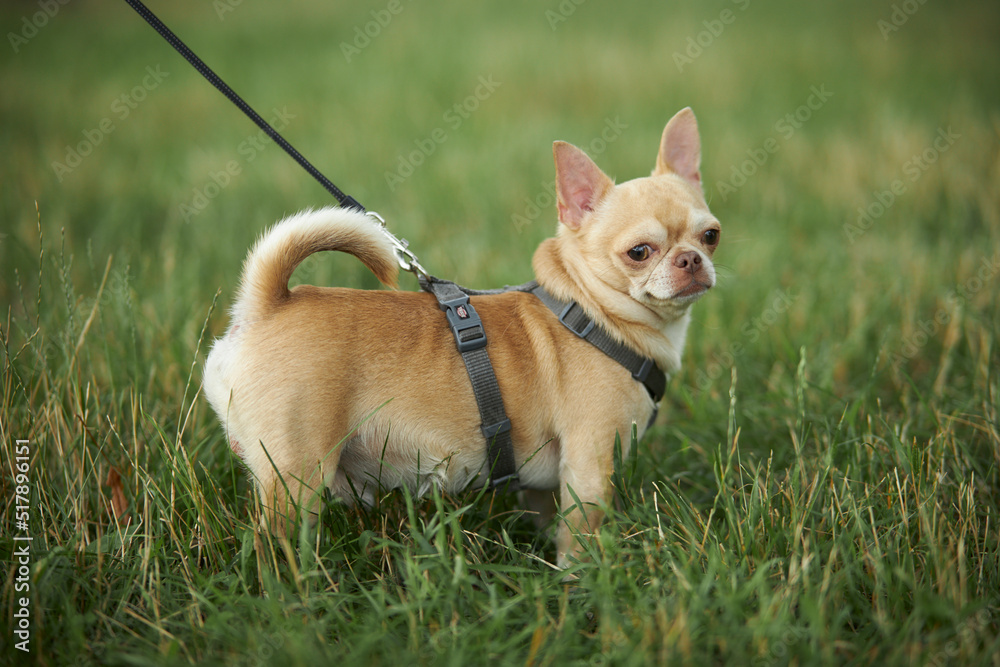chihuahua walks on the green grass. Red smooth-haired dog of the Chihuahua breed walks and sits on the green grass in summer. Close-up portrait of a chihuahua
chihuahua walks on the green grass. Red smooth-haired dog of the Chihuahua breed walks and sits on the green grass in summer. Close-up portrait of a chihuahua