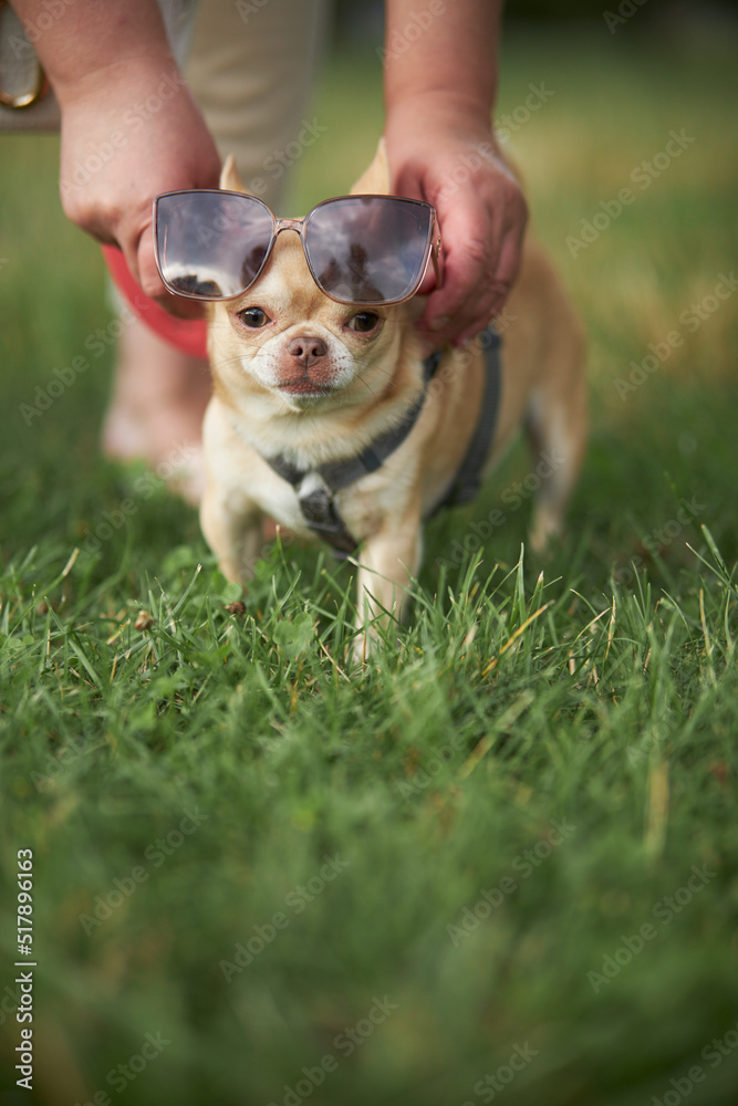 Funny chihuahua dog in sunglasses. A red-haired smooth-haired dog of the Chihuahua breed walks and sits on the green grass in summer. 