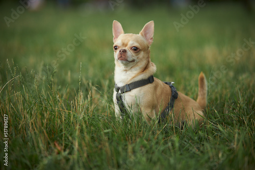 chihuahua walks on the green grass. Red smooth-haired dog of the Chihuahua breed walks and sits on the green grass in summer. Close-up portrait of a chihuahua   © Alenka