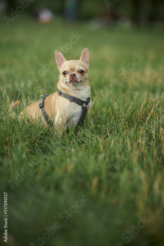 chihuahua walks on the green grass. Red smooth-haired dog of the Chihuahua breed walks and sits on the green grass in summer. Close-up portrait of a chihuahua 