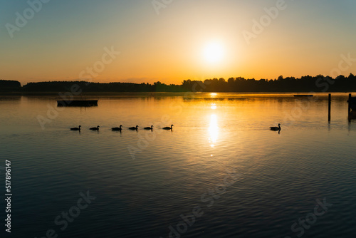 ducks swimming in a row in the beautiful sunrise © Jonas M. Schmidt