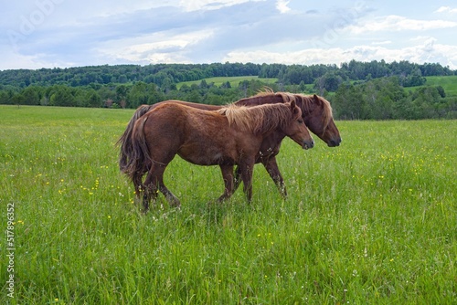 A beautiful horse with a foal in the field. A herd of horses, mares grazing in a green meadow. Beautiful mane. They eat grass. Close-up.  © ELENA