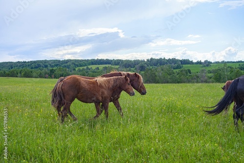 A beautiful horse with a foal in the field. A herd of horses  mares grazing in a green meadow. Beautiful mane. They eat grass. Close-up. 