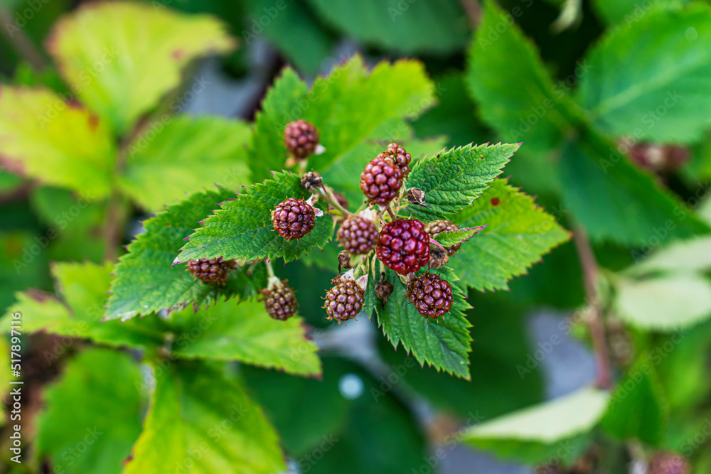 Blackberries on the bush, Macro, Closeup, Sang luscious red blackberry Blackberries on the bush, Macro, Closeup, Sang luscious red blackberry