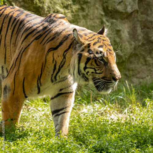 Wielki tygrys znalazł nowy cel i obserwuje go bacznie