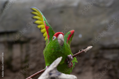 Piękna kolorowa papuga zrywa się do lotu © Tom