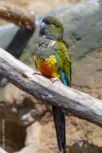 Piękna kolorowa papuga grzebiąca stroszy piórka na gałęzi © Tom