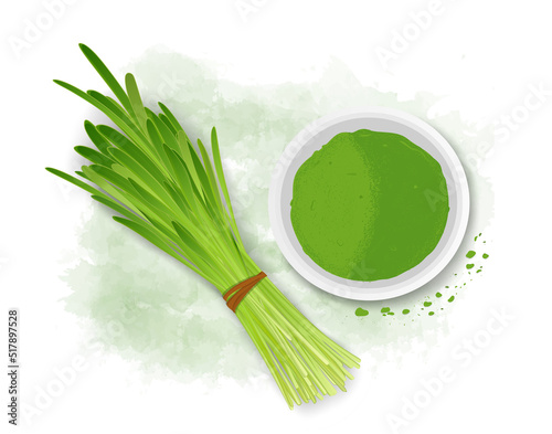 Wheatgrass Sprouted leaves -vector illustration with powder bowl from the top view