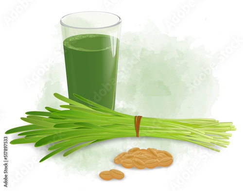 Vector illustration of Wheatgrass Sprouted leaves with Wheat-grass juice and seeds