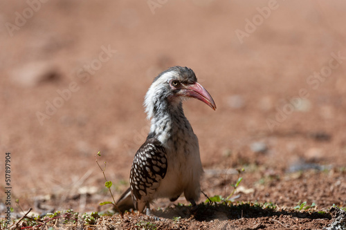  Red-billed Hornbill   Tockus rufirostris  Pilanesberg Nature Reserve  South Africa