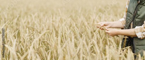 Farmer inspecting wheat in agricultural field.