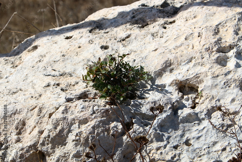 Green plants and flowers grow on stones Green plants and flowers grow on stones
