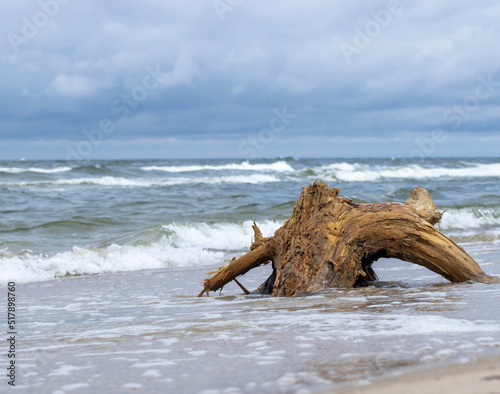 tree trunk on the beach