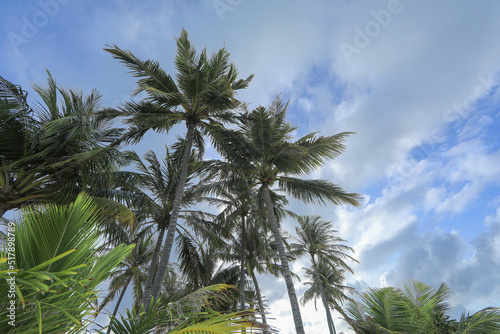 palm trees on white sand on a tropical island