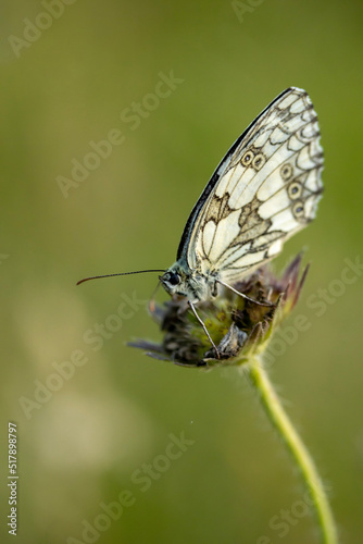 butterfly on a flower