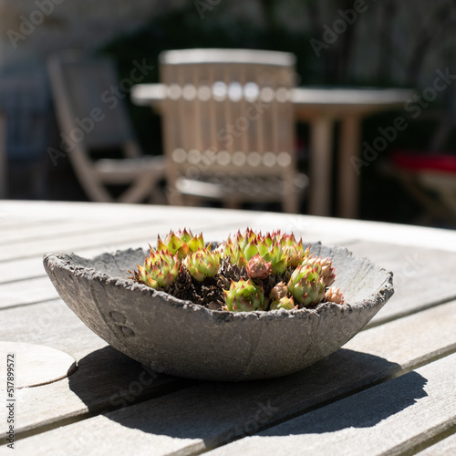 Cactus growing in a bowl on a wooden table in an outdoor cafe in Poulaines, Loire Valley, France. Photographed during the heatwave in July 2022. photo