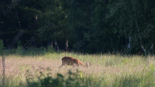 Male european roe deer - capreolus capreolus - grazing on the forest ground photo