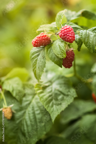 Ripe raspberries on the bushes in the garden. Growing raspberry bushes on the farm or in the garden outside. Healthy food. Eco.