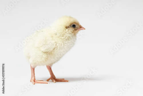 a young yellow chick is walking on a white background with space for text