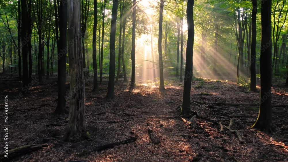 Morning mystical magical atmosfere in wilderness unpolluted natural environmental forest, smoke fog sunbeam through tree trunk