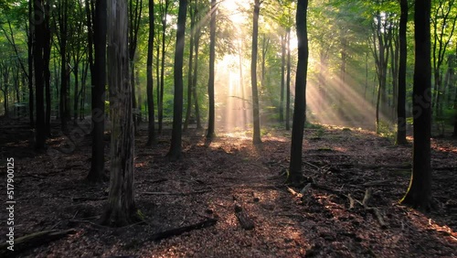 Morning mystical magical atmosfere in wilderness unpolluted natural environmental forest, smoke fog sunbeam through tree trunk photo