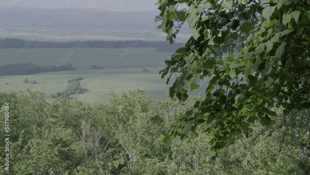 Green leaves on tree branch sway in the wind. Summer sunny nature leaves background. Slow motion, 4K. Green leaves on tree branch sway in the wind. Summer sunny nature leaves background. Slow motion, 4K.