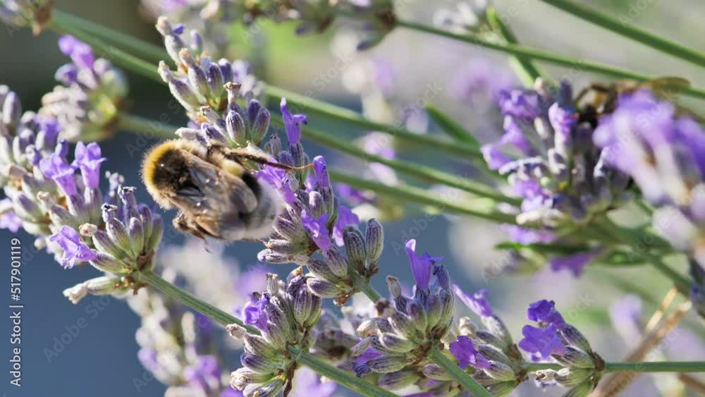 Very close up shot of lavender flowers with bumblebees Very close up shot of lavender flowers with bumblebees