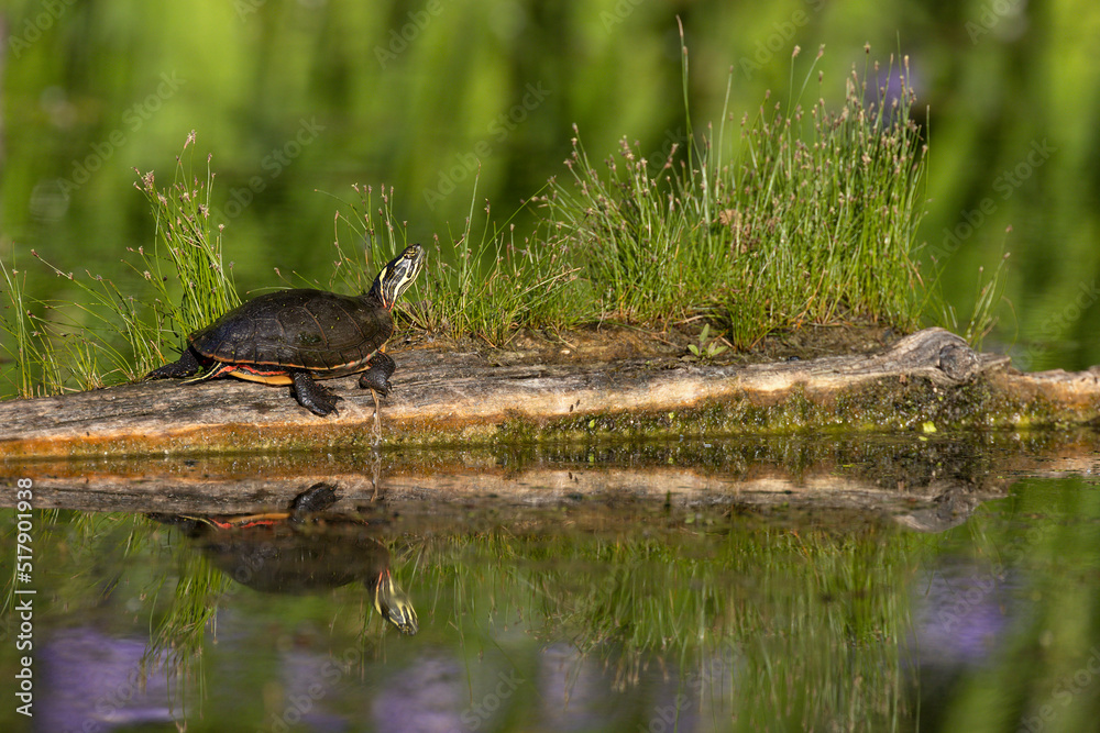 Midland Painted Turtle basking on a log Midland Painted Turtle basking on a log