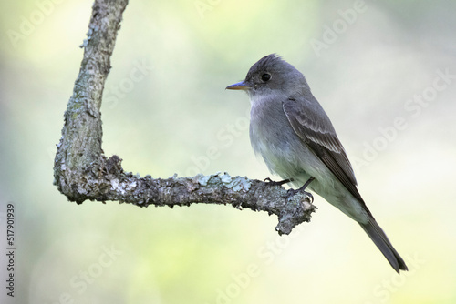 Eastern Wood-Pewee perched on a branch