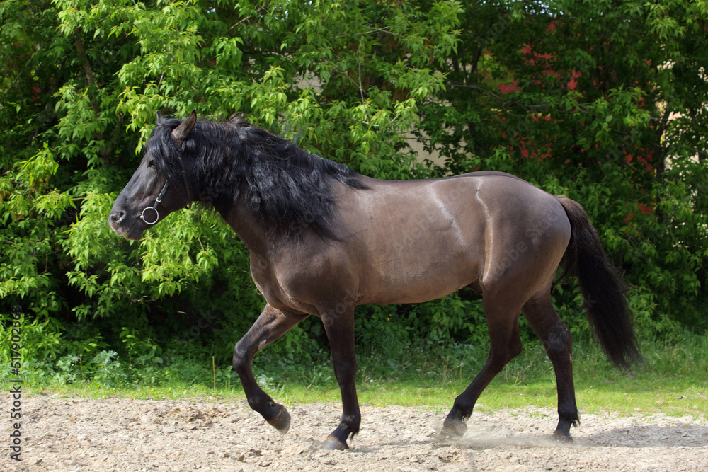 Draft horse walks in the paddock in evening down 