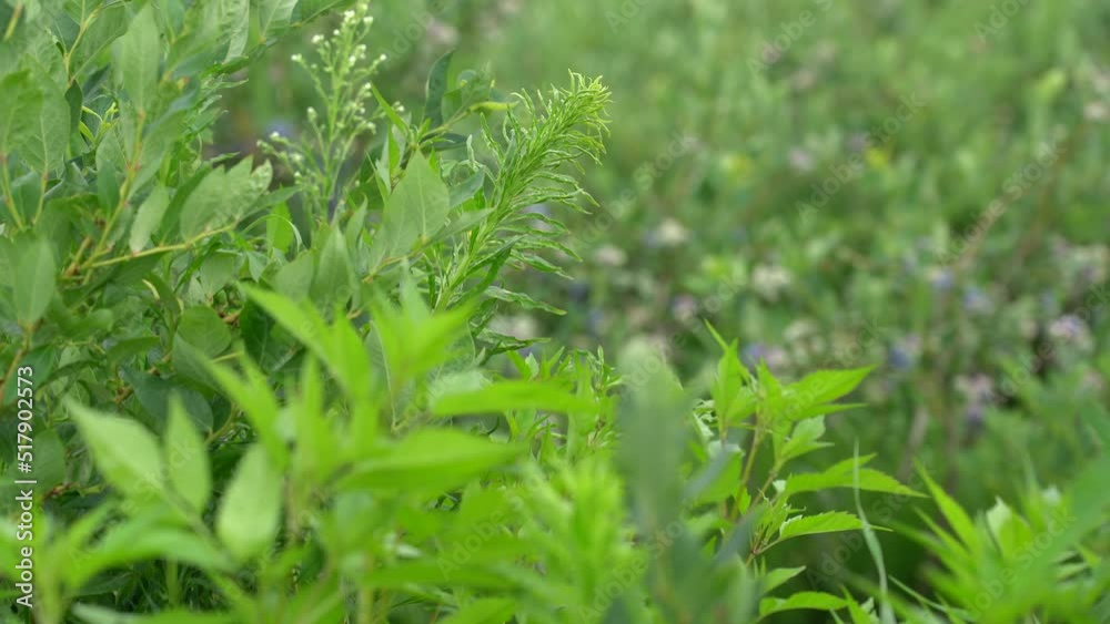 Large field of blueberries. Blueberry bushes outside the forest. Blueberry berry plantation. Large field of blueberries. Blueberry bushes outside the forest. Blueberry berry plantation.