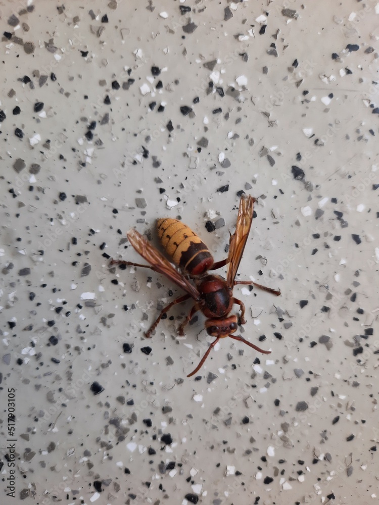 cockroach on the ground cockroach on the ground