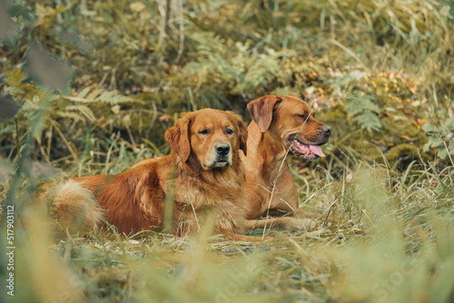 Golden retriver and Rhodesia ridgeback mix lying in the wild grass looking at something interesting photo