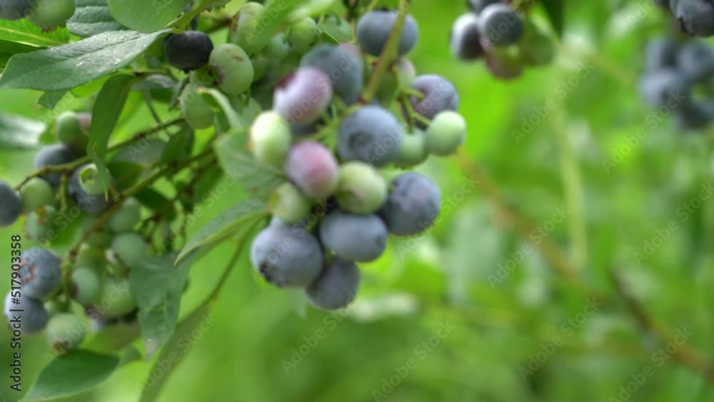 Large field of blueberries. Blueberry bushes outside the forest. Blueberry berry plantation. Large field of blueberries. Blueberry bushes outside the forest. Blueberry berry plantation.