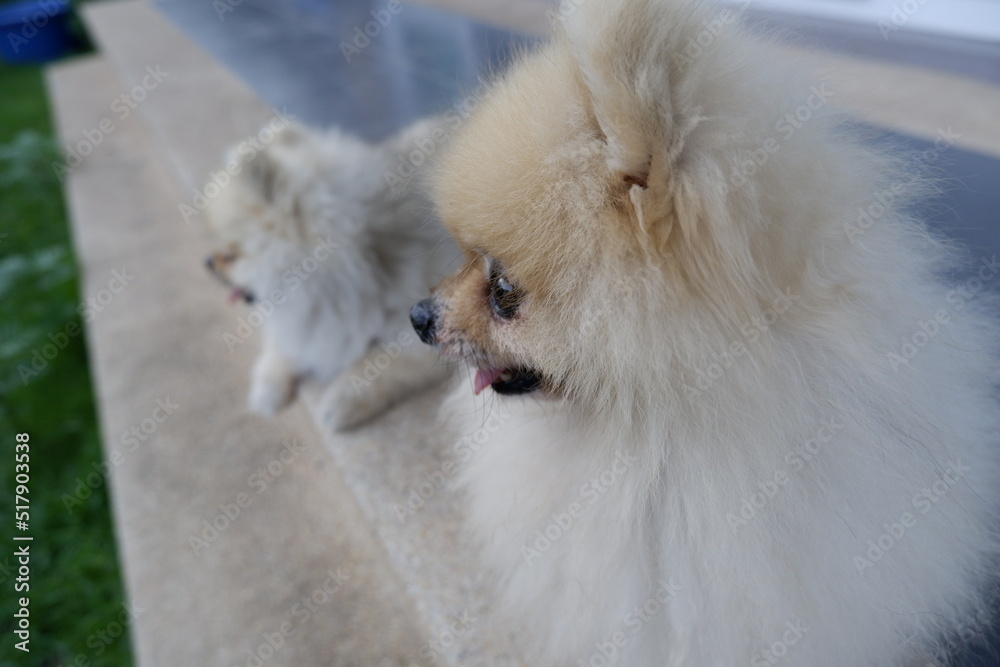 Two little pom poms were sitting in front of the house in the evening, their eyes staring at something. Two little pom poms were sitting in front of the house in the evening, their eyes staring at something.