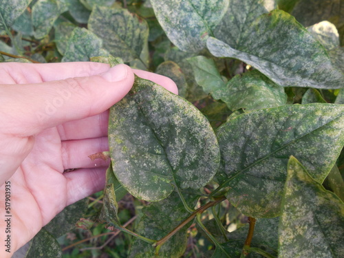 Fungal disease (infection) powdery mildew (Microsphaera syringae, Microsphaera penicillata f. syringae) on the leaves of the lilac shrub (Syringa) in early summer. photo