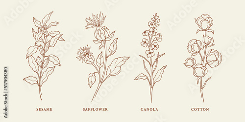 Set of hand drawn sesame, safflower, canola, cotton