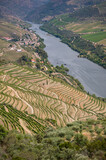 Winnice wzdłuż rzeki Douro w portugalii