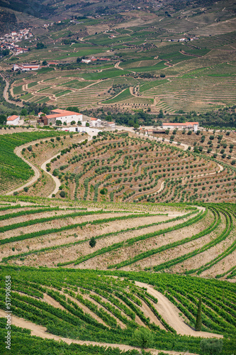 Winnice wzdłuż rzeki Douro w portugalii © Robert