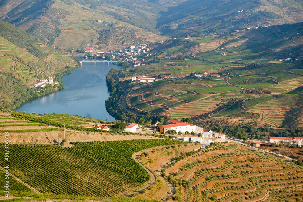 Winnice wzdłuż rzeki Douro w portugalii - obrazy, fototapety, plakaty 