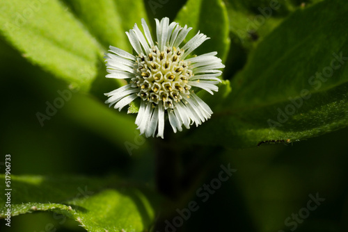 Closeup of Eclipta prostrata. False daisy. Yerba de tago. Bhringraj plant. Karisalankanni.
 photo