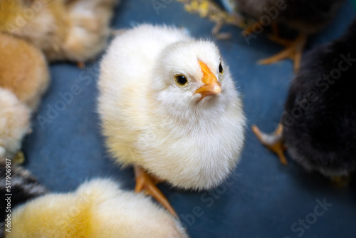 Newly eaten white chicken after the incubation period. Breeding of chickens. Selective focus