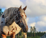 portrait of a horse, appaloosa horse, spotted horse portrait, leopard appaloosa